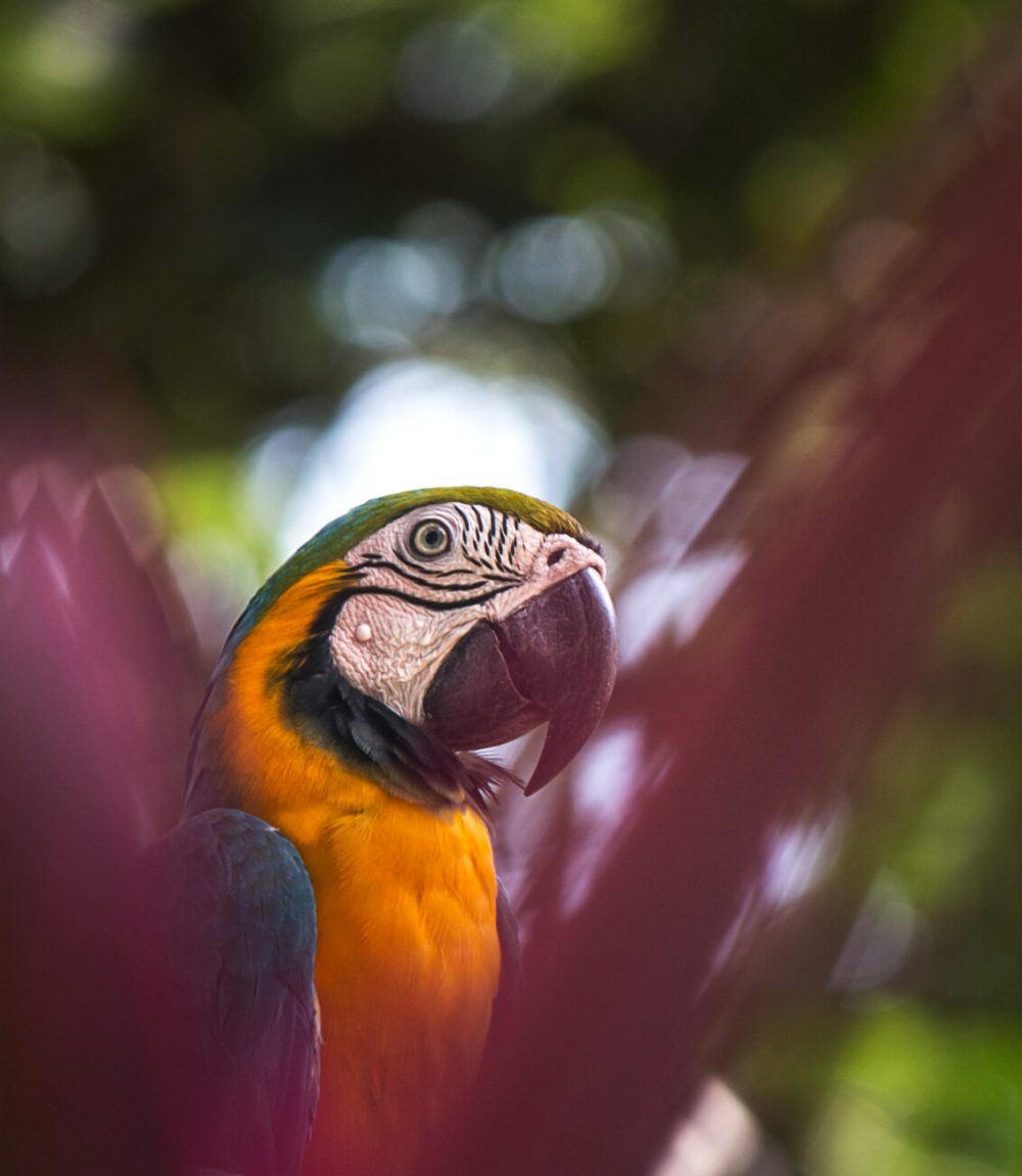 close-up-gold-blue-macaw