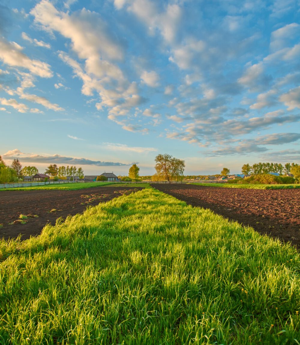 Green grass in the field against the sky with clouds